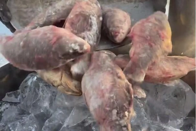 Panda Sakha Demonstrates Fish Tea Making at -50°C