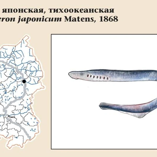 Минога японская тихоокеанская | Источник: «Красная книга Омской области» / Авторы-составители: Геннадий Сидоров, Борис Кассал / mpr.omskportal.ru/redbook