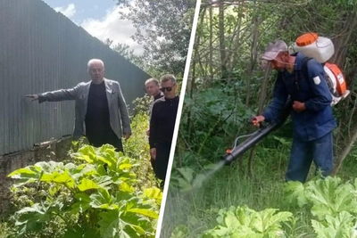 Officials arrested over hogweed contract bribes