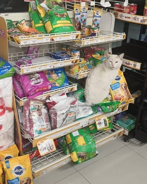 Бродячий кот заманил прохожую в отдел с кормами для животных и не только получил еду, но и обрел дом (видео)