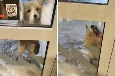 Fox attacks pharmacist, attempts shop break-in in Novosibirsk region