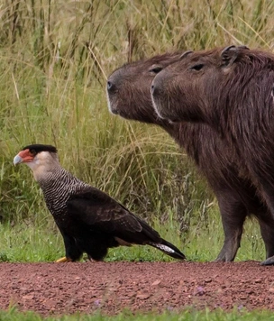 Самые смешные фото животных в дикой природе за всю историю конкурсов Nikon Comedy Wildlife Awards и Wildlife Photographer of the Year