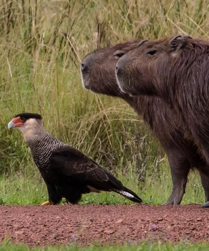 Самые смешные фото животных в дикой природе за всю историю конкурсов Nikon Comedy Wildlife Awards и Wildlife Photographer of the Year