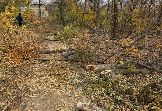 Экотропа вызывает разочарование саратовцев | Источник: «Володин Саратов» / Telegram