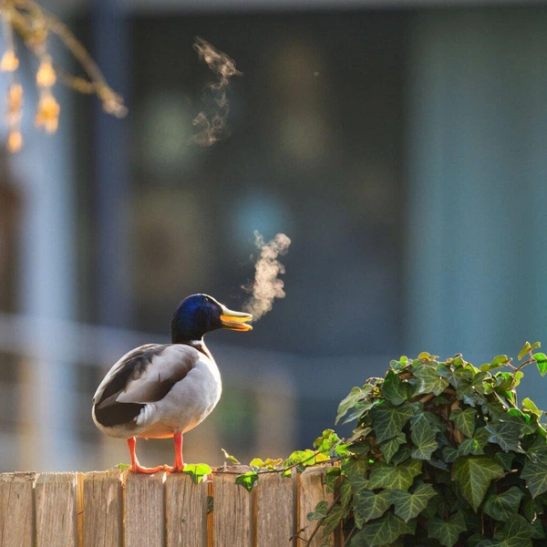 «У меня перекур!» | Источник: Lars Beygang / Nikon Comedy Wildlife Awards 2025