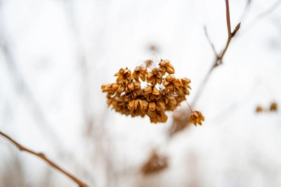 Суббота в Приморье: небольшой снег к вечеру