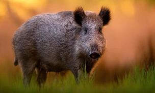 Настоящая свинья: как живет кабан и почему к нему нужно относиться с опаской