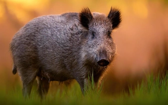 Настоящая свинья: как живет кабан и почему к нему нужно относиться с опаской