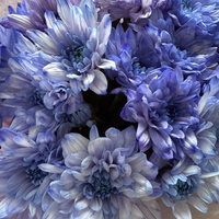 Аватарка Petty