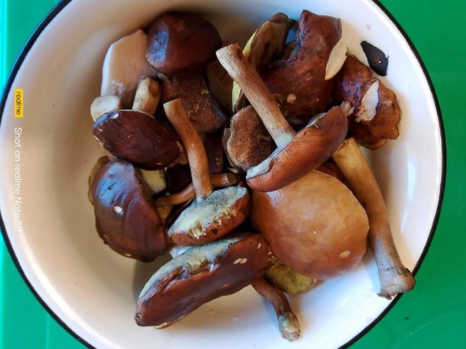 Сбор польских грибов продолжается в Подмосковье | Источник: Елена Фроловская / Грибы в Подмосковье 2025 / VK.com