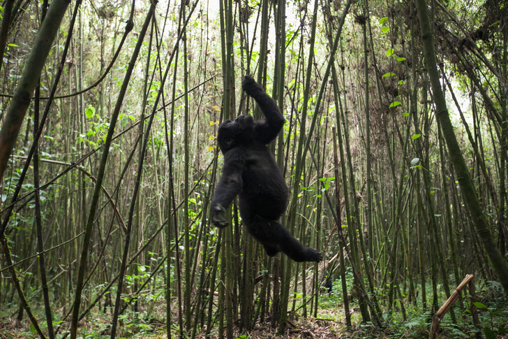 Зачем гориллы доводят себя до головокружения, раскачиваясь на лианах? Объяснение приматолога