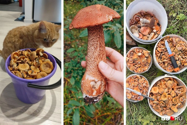 Грибы, как и коты, вдохновляют на фотосессии | Источник: читатели 59.RU