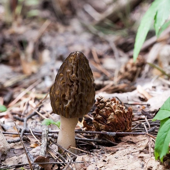 Гриб встречается достаточно редко в Новосибирской области | Источник: Mycology.su