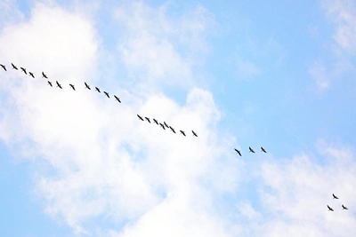 В Омскую область вернулись дикие гуси