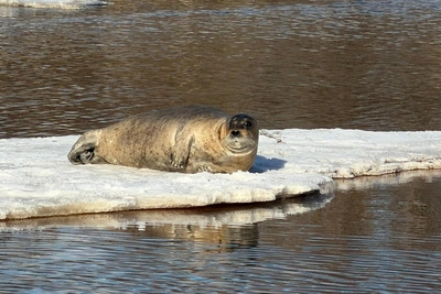 Тюлень позировал на льдине под Архангельском