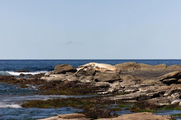 Комки жира и запах гниющей плоти: на сиднейском пляже медленно разлагается 25-тонный кашалот