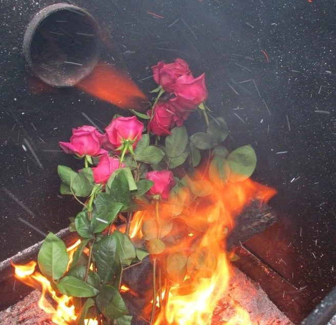 В Петербурге уничтожили почти 10 тысяч опасных цветов | Источник: Северо-Западное межрегиональное Управление Россельхознадзора