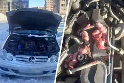 ‘8 Rat Pups on Engine’ Found Under Mercedes Hood in Chelyabinsk