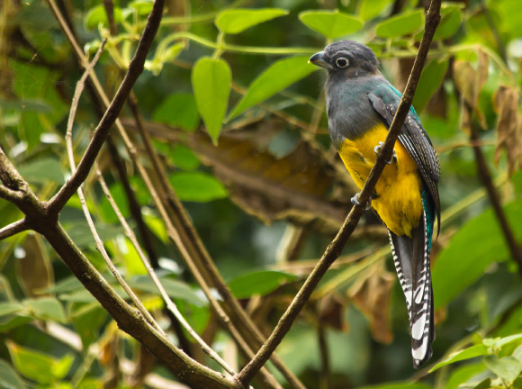 В Бразилии обнаружен новый вид птиц