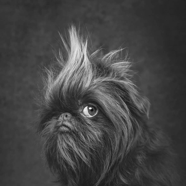Источник: Dog Photography Awards
