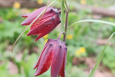 В Самарской области зацвел рябчик русский — редкий краснокнижный цветок