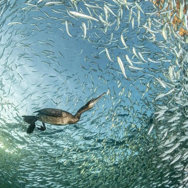 Победитель в номинации «Птицы в естественной среде» | Источник: Franco Banfi / Bird Photographer of the Year 2025
