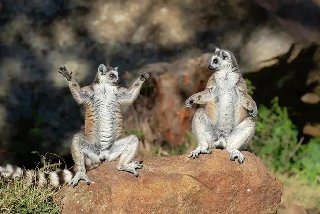 Источник: Andrey Gilev / Nikon Comedy Wildlife Awards