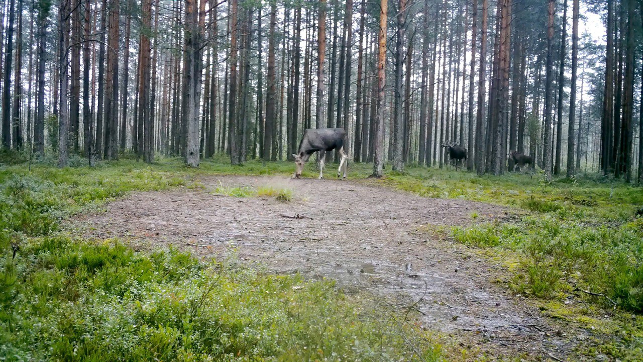 Видео из леса. Будущая невеста пока не понимает, почему за ней ходят сразу три лося