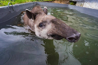 Тапир Валет — водолаз со спа-салоном