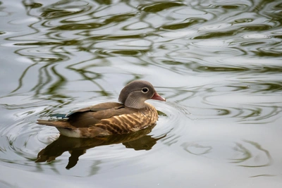 В Алтайском крае выдано более 54 тысяч охотничьих разрешений в 2025 году