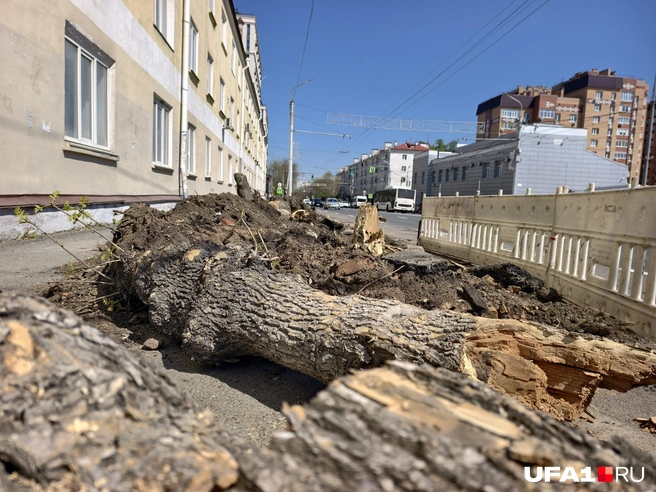 Спиленные бревна | Источник: Булат Салихов / UFA1.RU