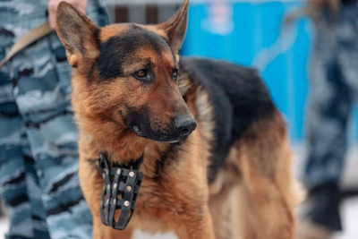 Электроошейники: дрессировка или жестокость?