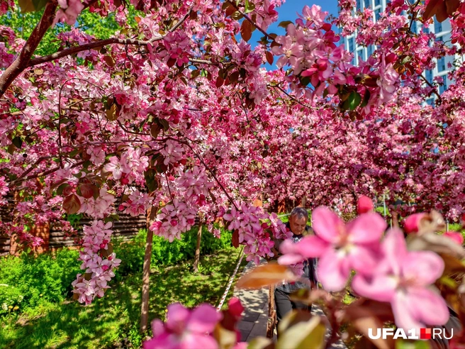 Буйство красок | Источник: Булат Салихов / UFA1.RU
