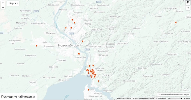 Сморчки найти в нашем регионе не так просто | Источник: inaturalist.org