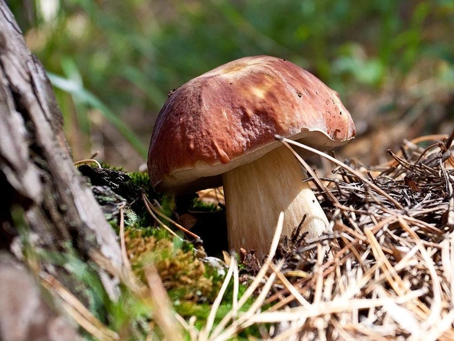 Белые грибы можно будет собирать до осени | Источник: mycology.su