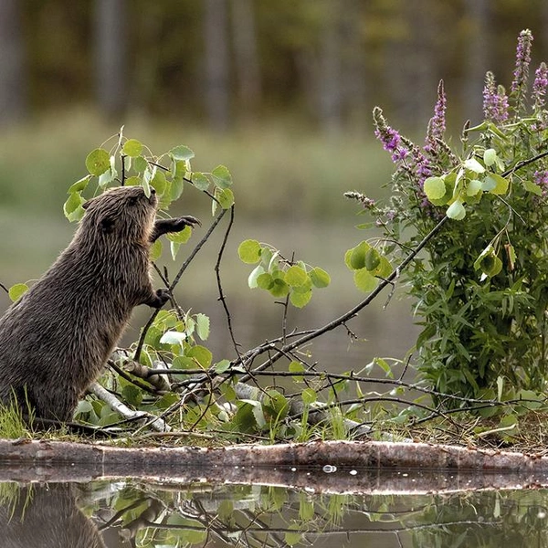 Источник: Esko Inberg / Vuoden Luontokuva 2019