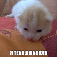 Аватарка прекрасная тяночка с тумблера