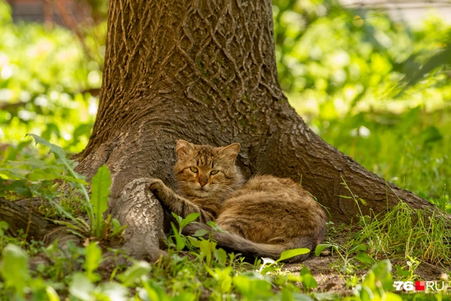 Котик нашел удобное место под деревом | Источник: Кирилл Поверинов / 76.RU