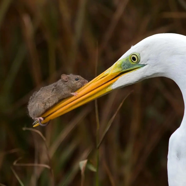 Источник: Giulio Ilari / The Nature Photography Contest 2023