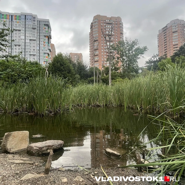 Источник: Елена Буйвол / VLADIVOSTOK1.RU