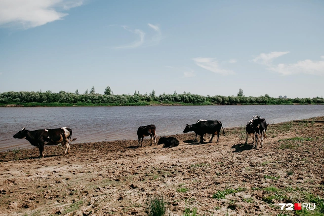 Когда-то в районе ДОКа у реки было огромнейшее пастбище. Его отголоски сохранились до сих пор — вот доказательство | Источник: Ирина Шарова / 72.RU