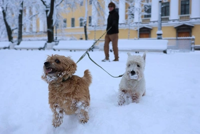 Ветеринары Петербурга дали советы по защите собак от реагентов