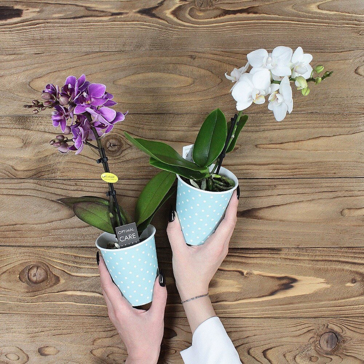 Весенний флорариум с орхидеей: советы по изготовлению и уходу