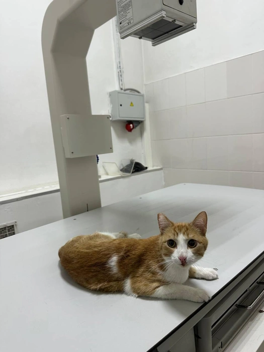 Котику потребовалась серьезная и дорогая операция | Источник: «Время котов»