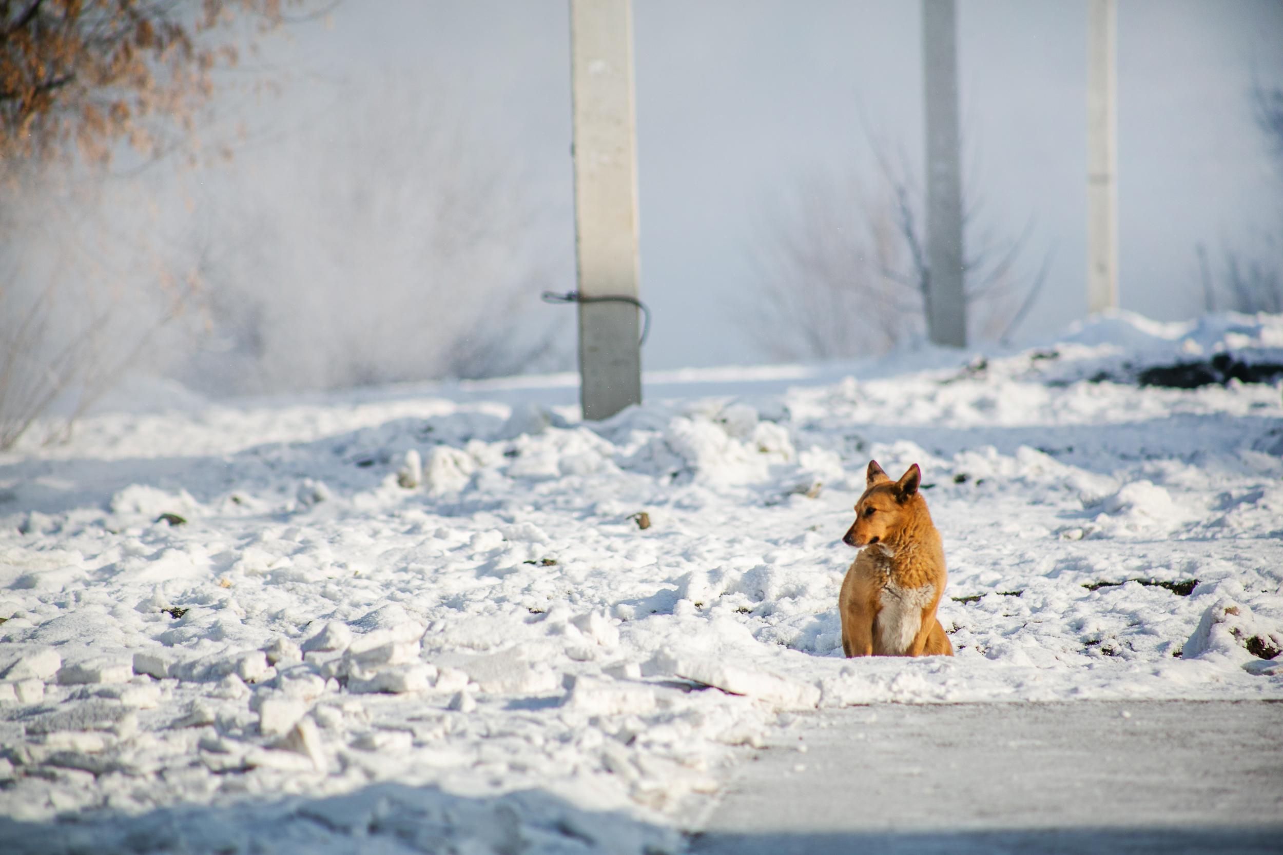 «Могут напасть на людей»: власти Кургана сделали заявление по безнадзорным собакам
