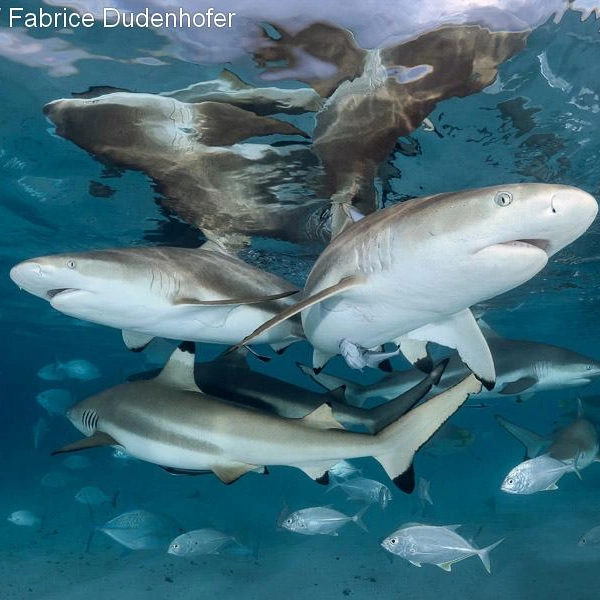 Финалист в номинации «Широкоугольная съемка» | Источник: Fabrice Dudenhofer / Underwater Photographer of the Year 2025