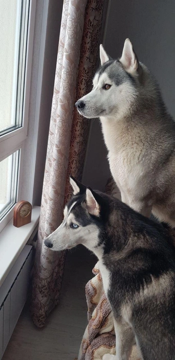 —&nbsp;Лохматый, походу все самарцы сегодня по городу гуляют. Давай тоже выйдем, погода отличная! —&nbsp;сказали бы герои нашей рубрики, если бы могли | Источник: читатель 63.RU