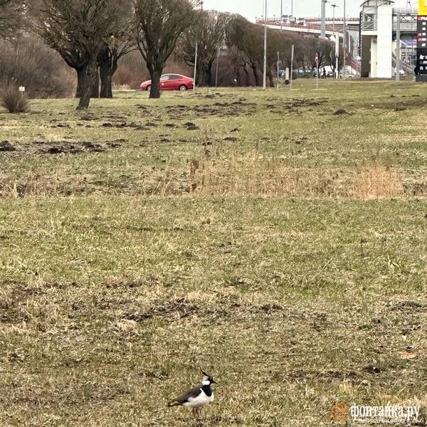 Возле Пулково заметили чибиса. Птицу можно отличить по черно-белому окрасу и длинному хохолку | Источник: читатель «Фонтанки»