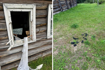 Медведь проник в дом в Архангельской области, разбив окно