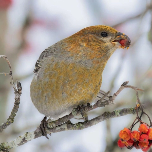Источник: Параскева-в-шпинатах / Телеграм